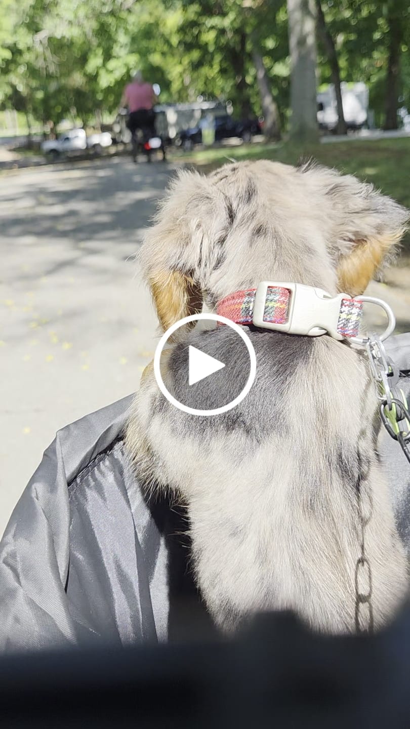 Customer video review of Eskute Pet Bike Basket