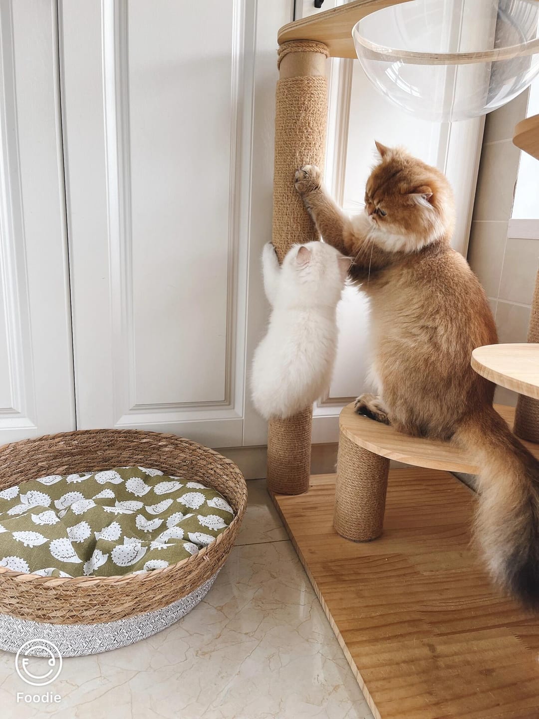 Customer photo review of Rattan Cat Bed