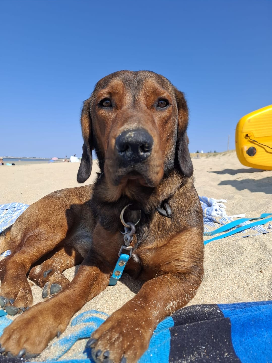 Customer photo review of Croquettes Chien Agneau, Légumes Digestion Sensible