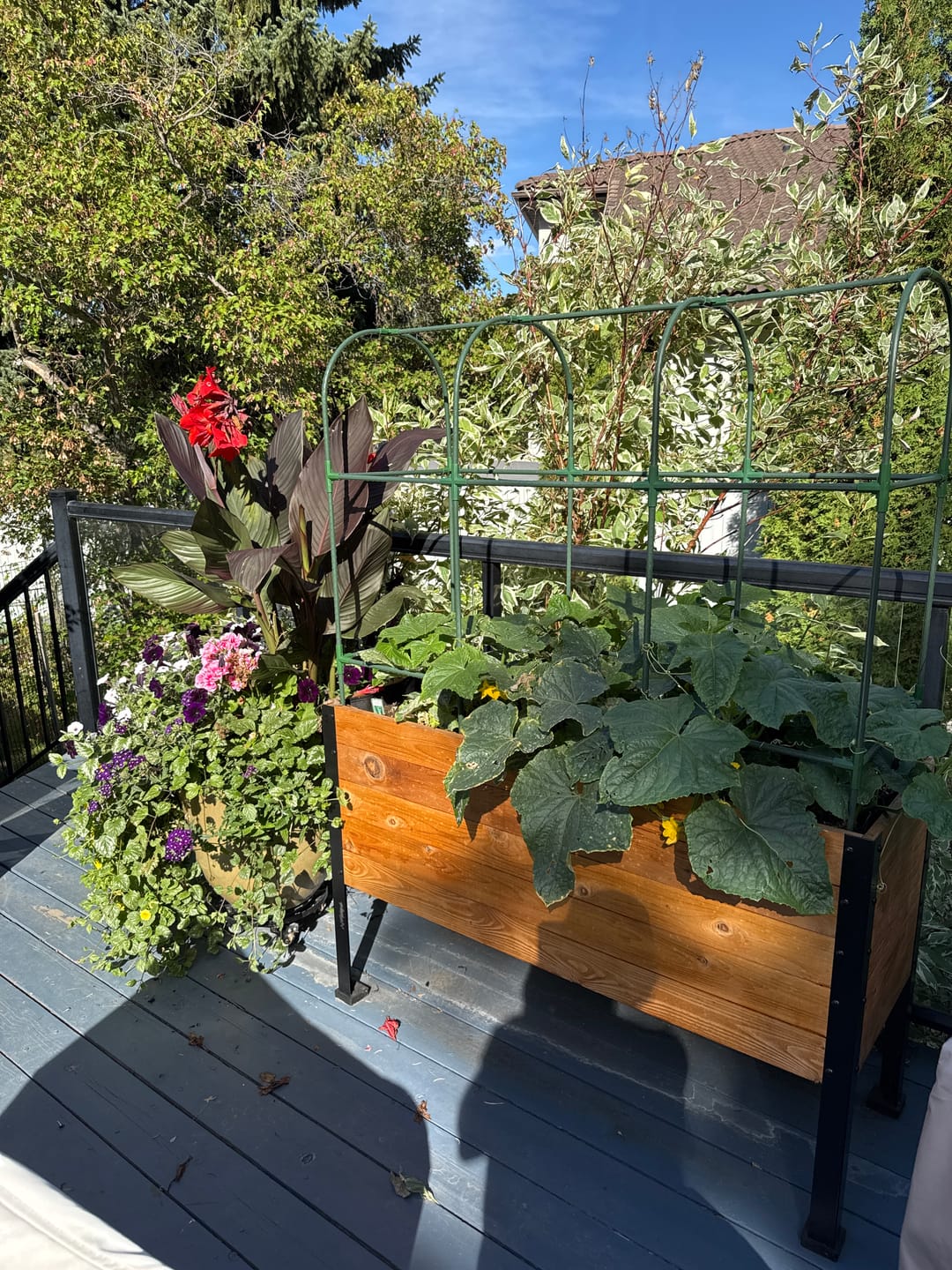 Customer photo review of 18" x 48" Raised Garden Bed - 30" TALL - Select Grade