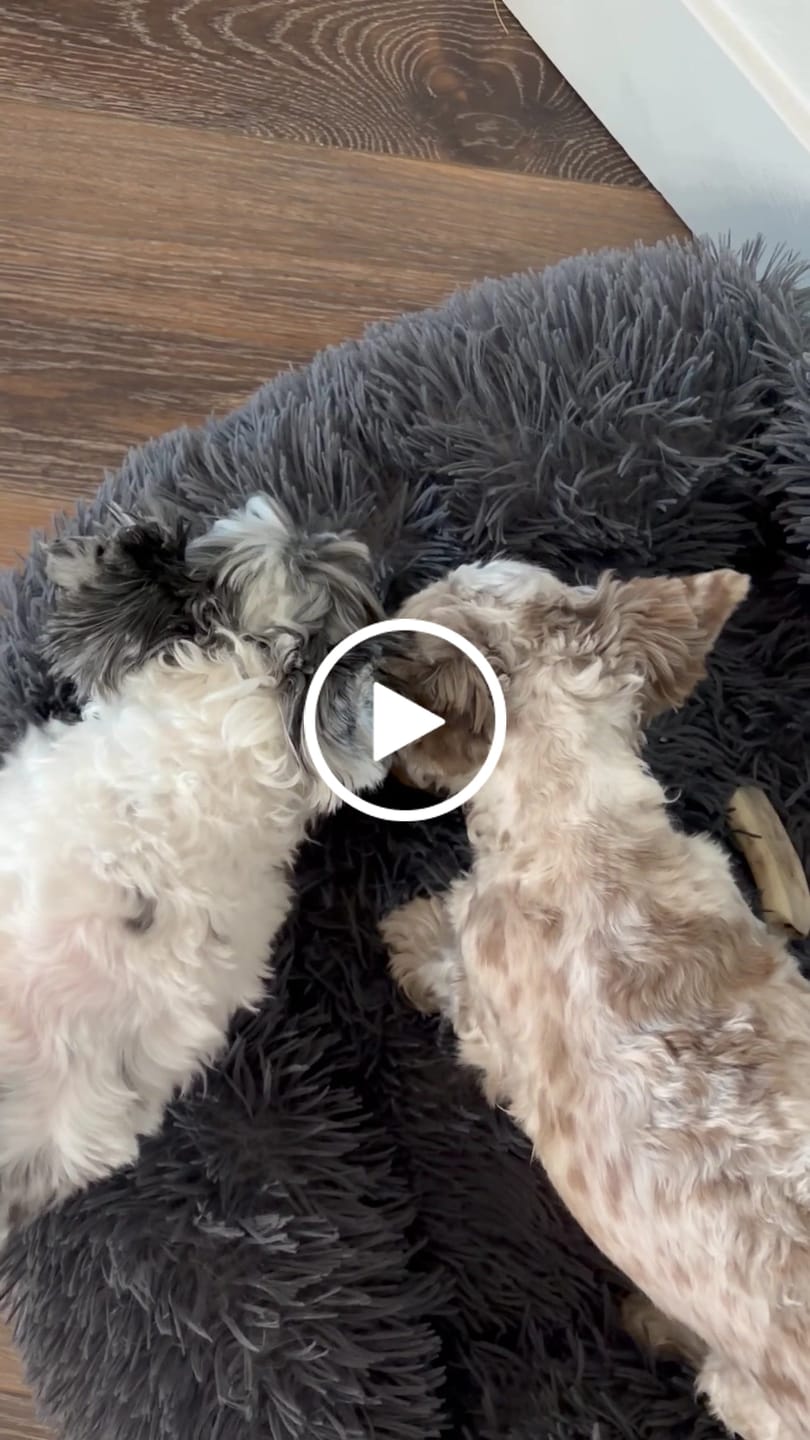Customer video review of Ostrich Knuckle (Medium – 4" x 3"): The Perfect Chew for Small to Medium Dogs & Sensitive Stomachs