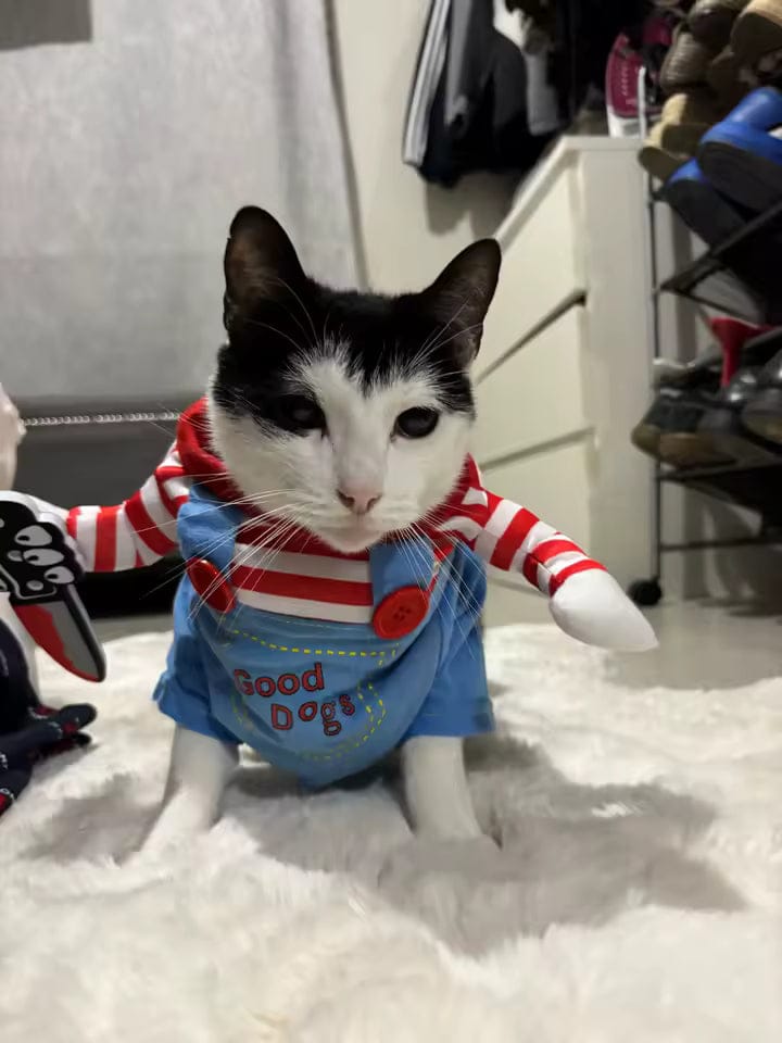 Customer photo review of Disfraz "Muñeco Diabólico" para gatos