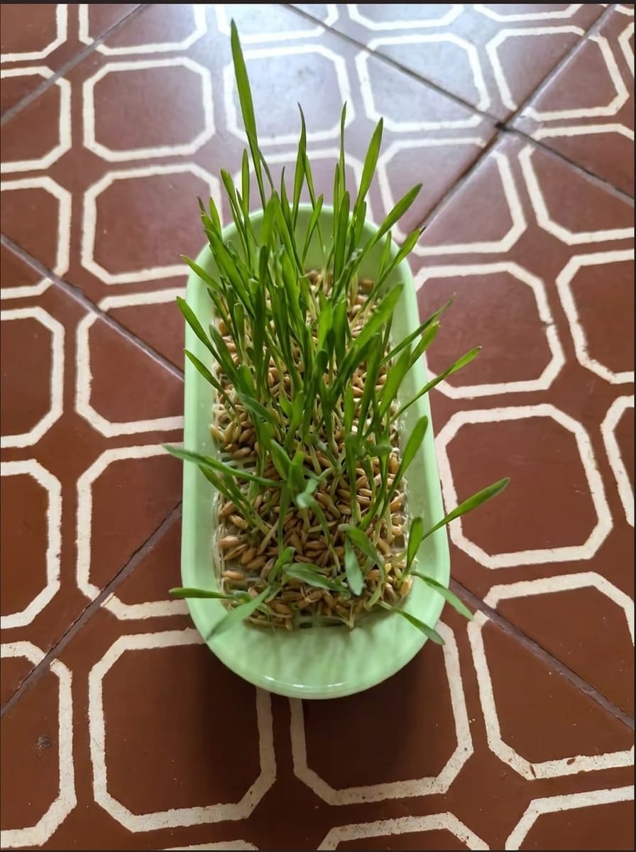 Customer photo review of KittyGrass™ Indoor Cat Garden