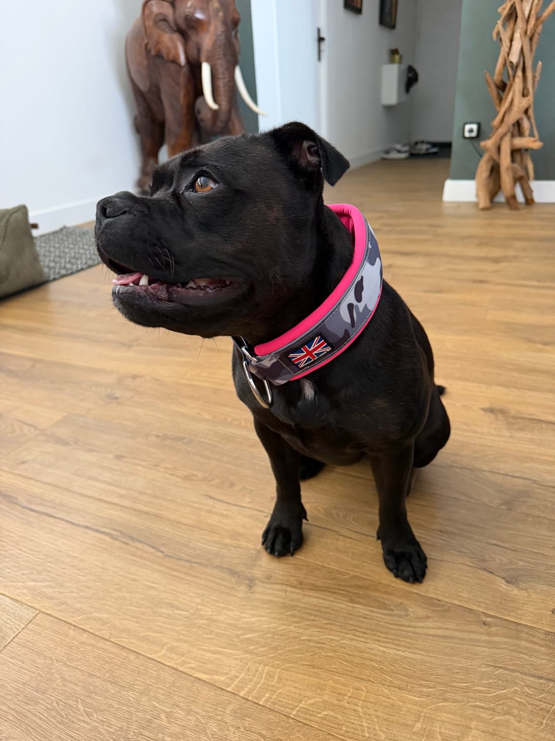 Customer photo review of Staffordshire Bull Terrier 1935® Martingale Collar - Night Camo & Neon Pink