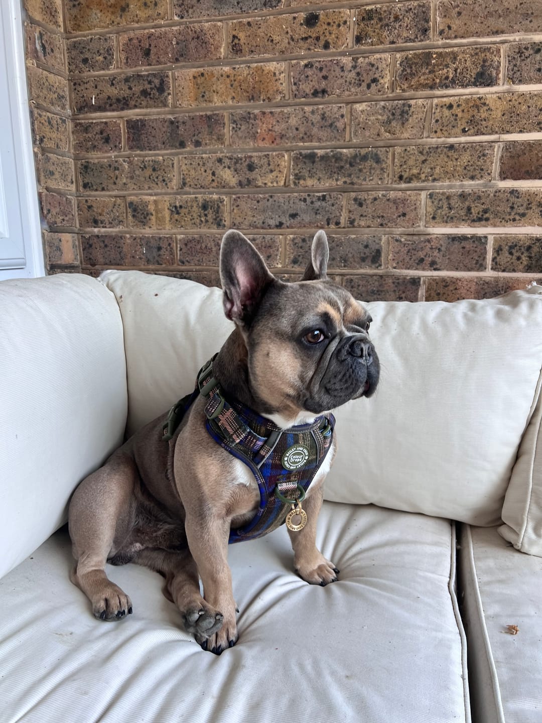 Customer photo review of Bow Tie - Colour Drops - Heritage Plaid