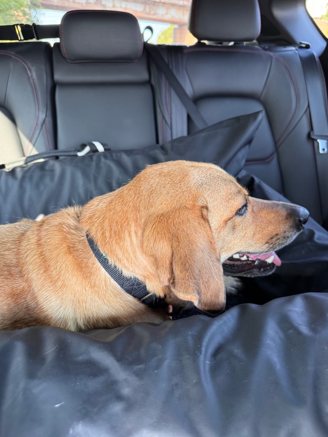 Customer photo review of Dog Dock V2 New & Improved LATCH / ISO FIX