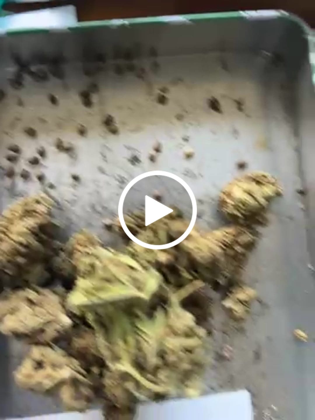 Customer video review of ZAZA - Jungle Gelato - 28 Grams - Indica
