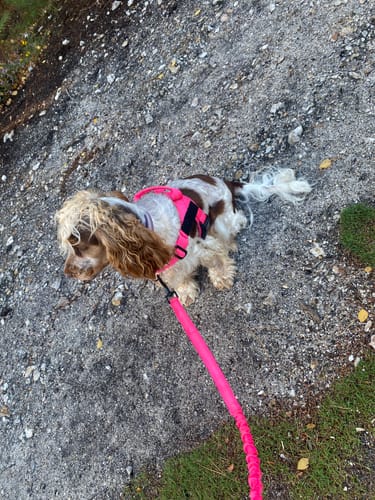 Customer's dog wearing a bright pink ParoPet No Pull Dog Harness while sitting on a gravel path.