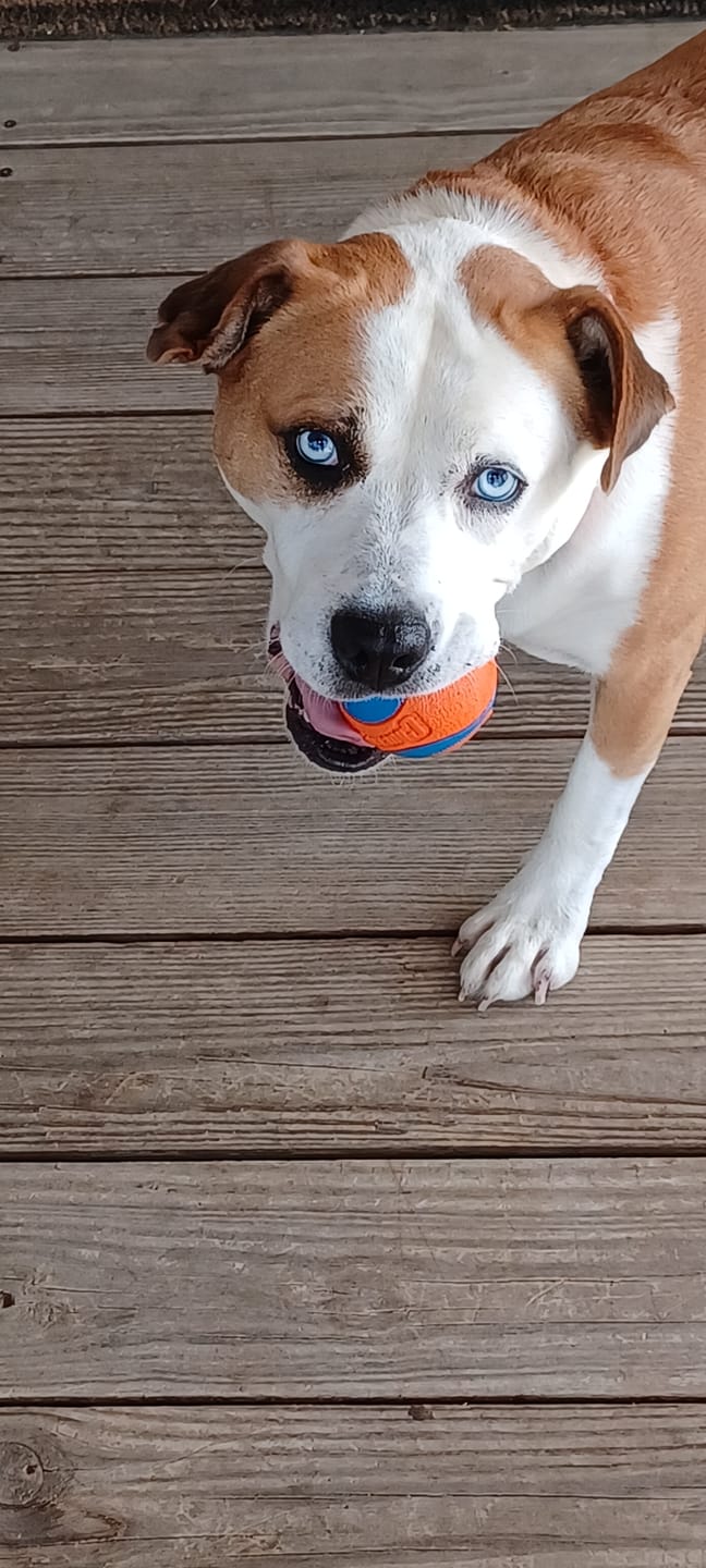 Customer photo review of K9 EarClear™