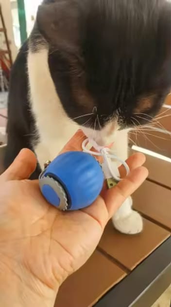 Customer photo review of Pelota interactiva para gatos