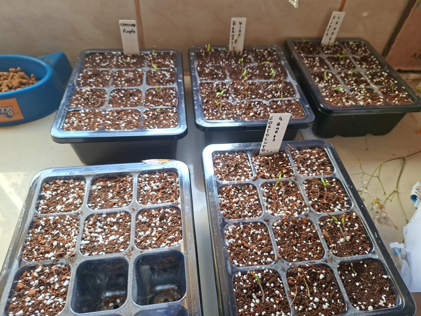 Customer photo review of Semillas Tomate Costoluto Genoves