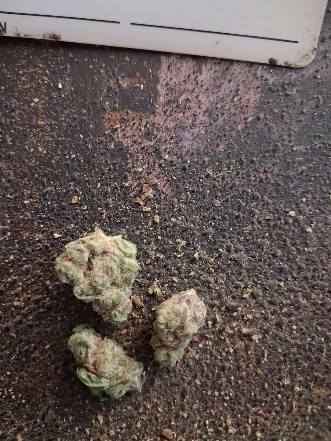 Customer photo review of Frosted Kush