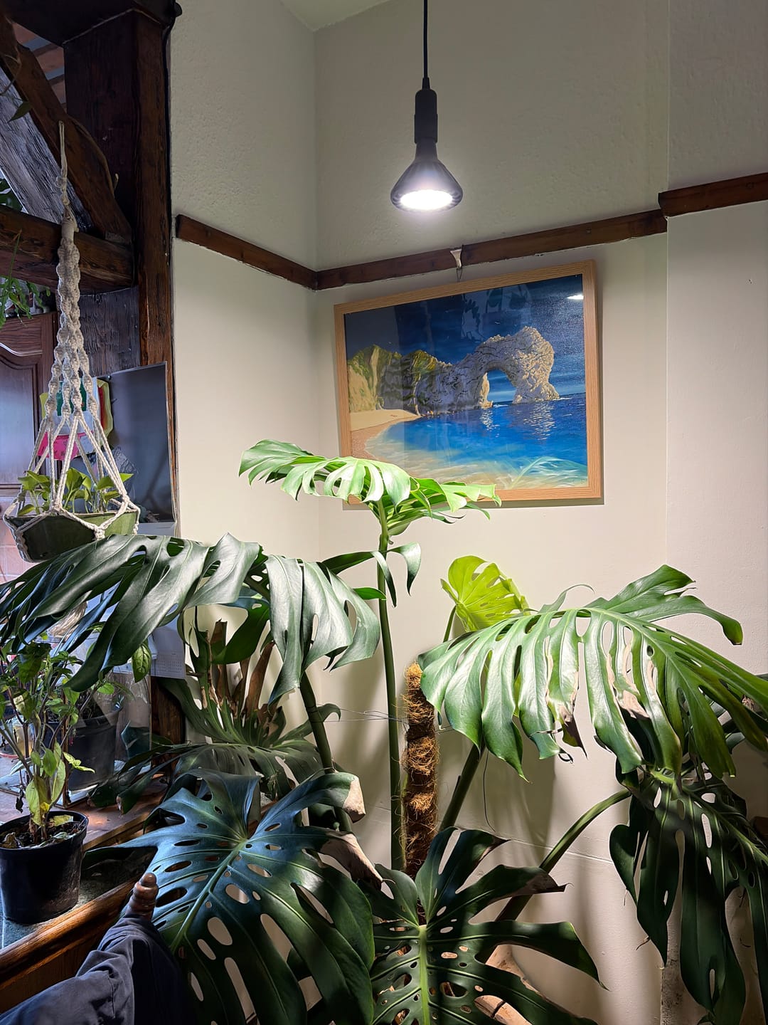 Customer photo review of Pianta 30 Grow Light and Enna Ceiling Pendant Bundle