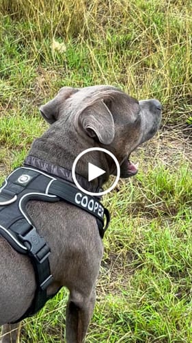 Customer video review of Comfort Premium Harness | Non Restrictive - Black