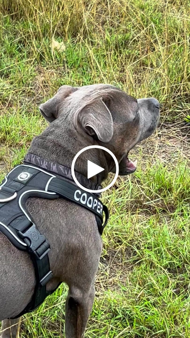Customer video review of Comfort Premium Harness | Non Restrictive - Black