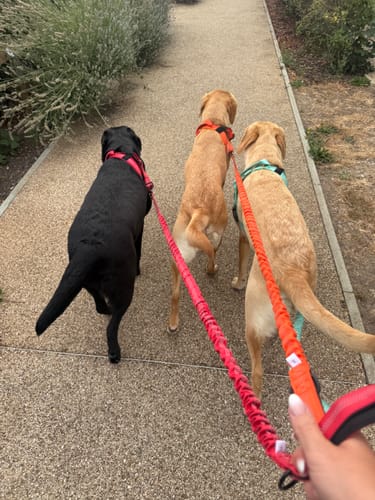 Reviewer's hand holding three leashes attached to ParoPet No Pull Dog Harnesses on three labradors walking on a path.