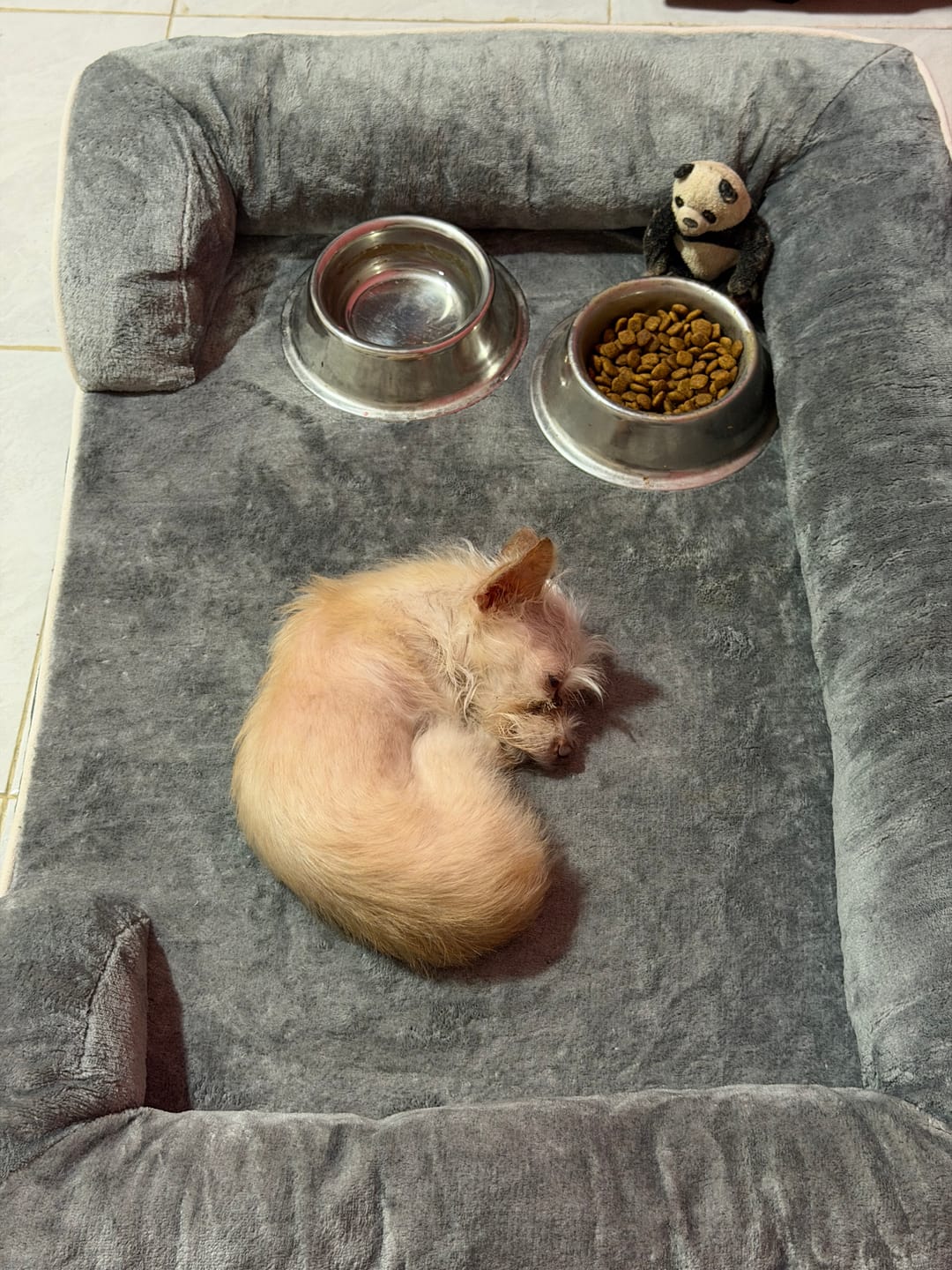 Customer photo review of Cama Ortopédica para Perros