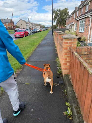 Customer's orange TRI-Harness worn by a bulldog while being walked on a sidewalk.