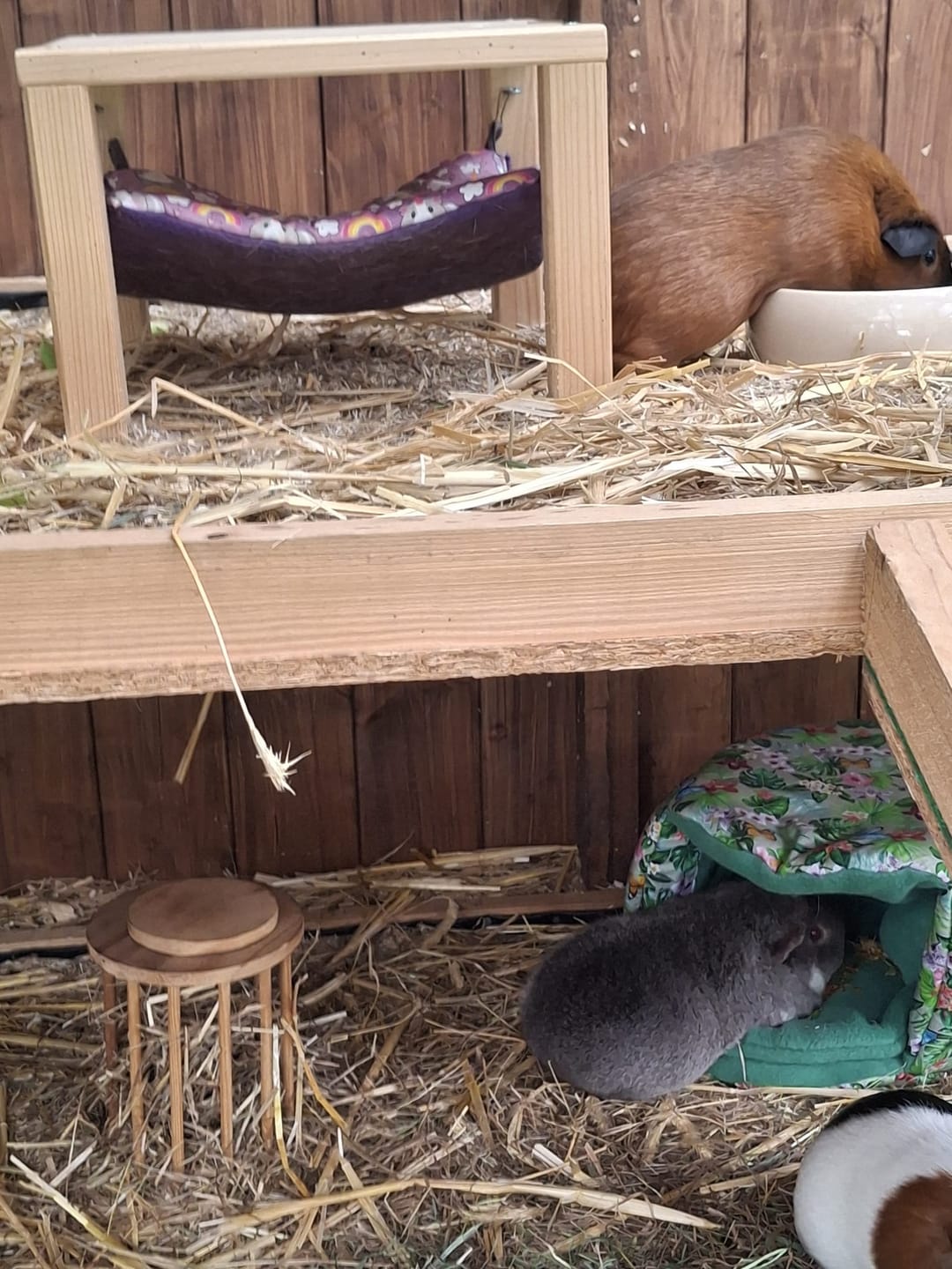 Customer photo review of 🌸 Kuschellaube Jungle Rosa – Exklusiver Rückzugsort für Meerschweinchen