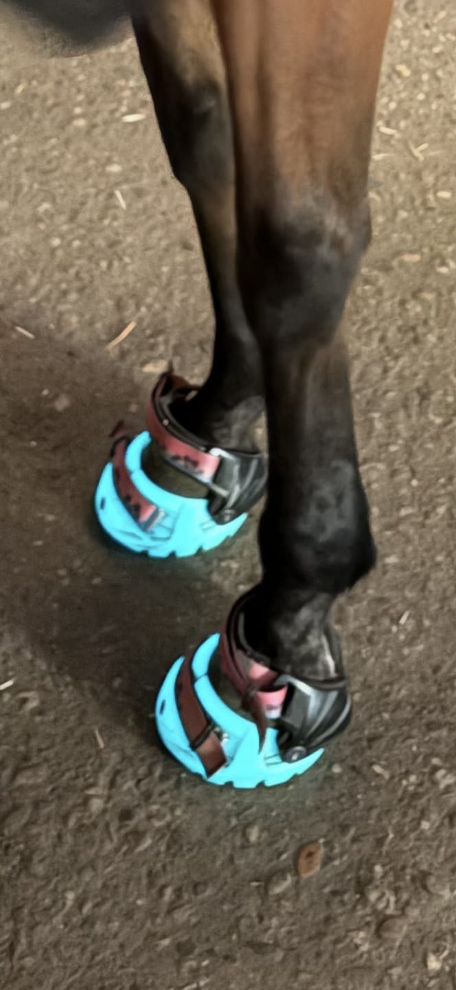 Customer photo review of Renegade® Viper Glow™ Hoof Boot Seconds - Caribbean Dream