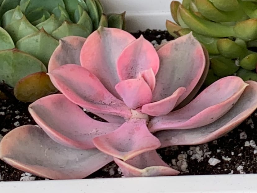 Customer photo review of Echeveria ‘Peach Pride’