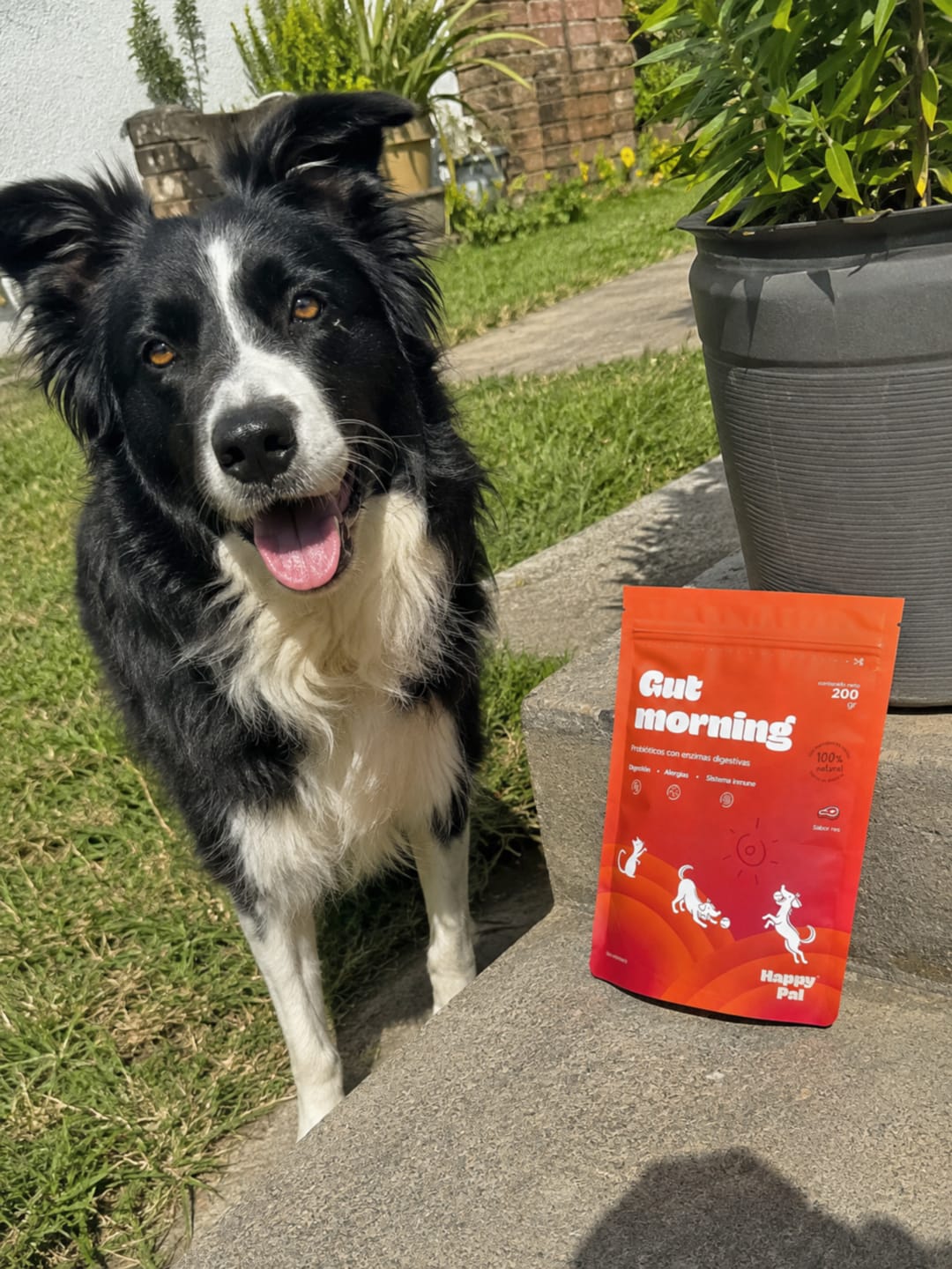 Customer photo review of Gut Morning I Probióticos para perros. Suplemento para Salud Digestiva y Salud Intestinal