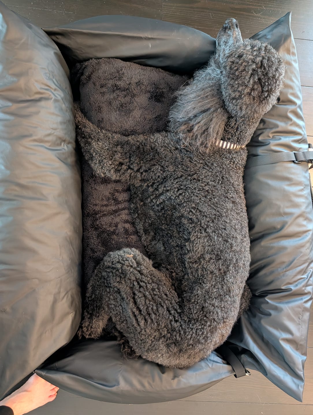 Customer photo review of Dog Dock V2 New & Improved LATCH / ISO FIX