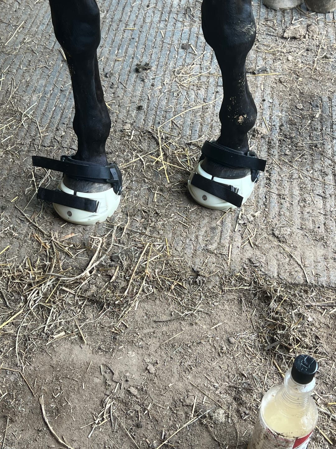 Customer photo review of Mystery Boot - Viper Hoof Boot ULTRA-BLEM Seconds