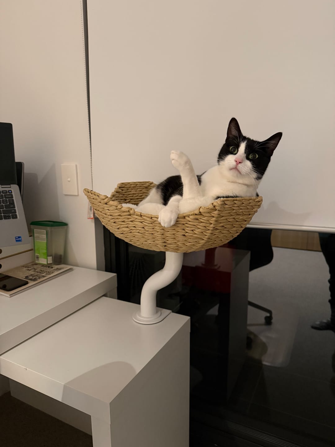 Customer photo review of MICHU DeskMate Desk-Mounted Cat Tree