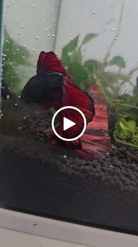 Customer video review of Red Copper Halfmoon Male Betta Fish