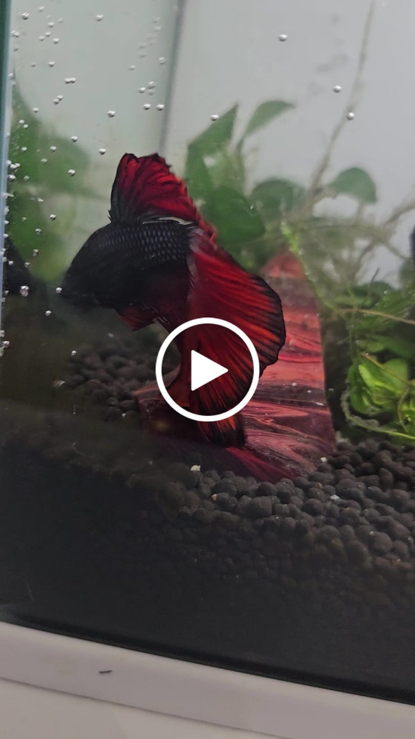 Customer video review of Red Copper Halfmoon Male Betta Fish