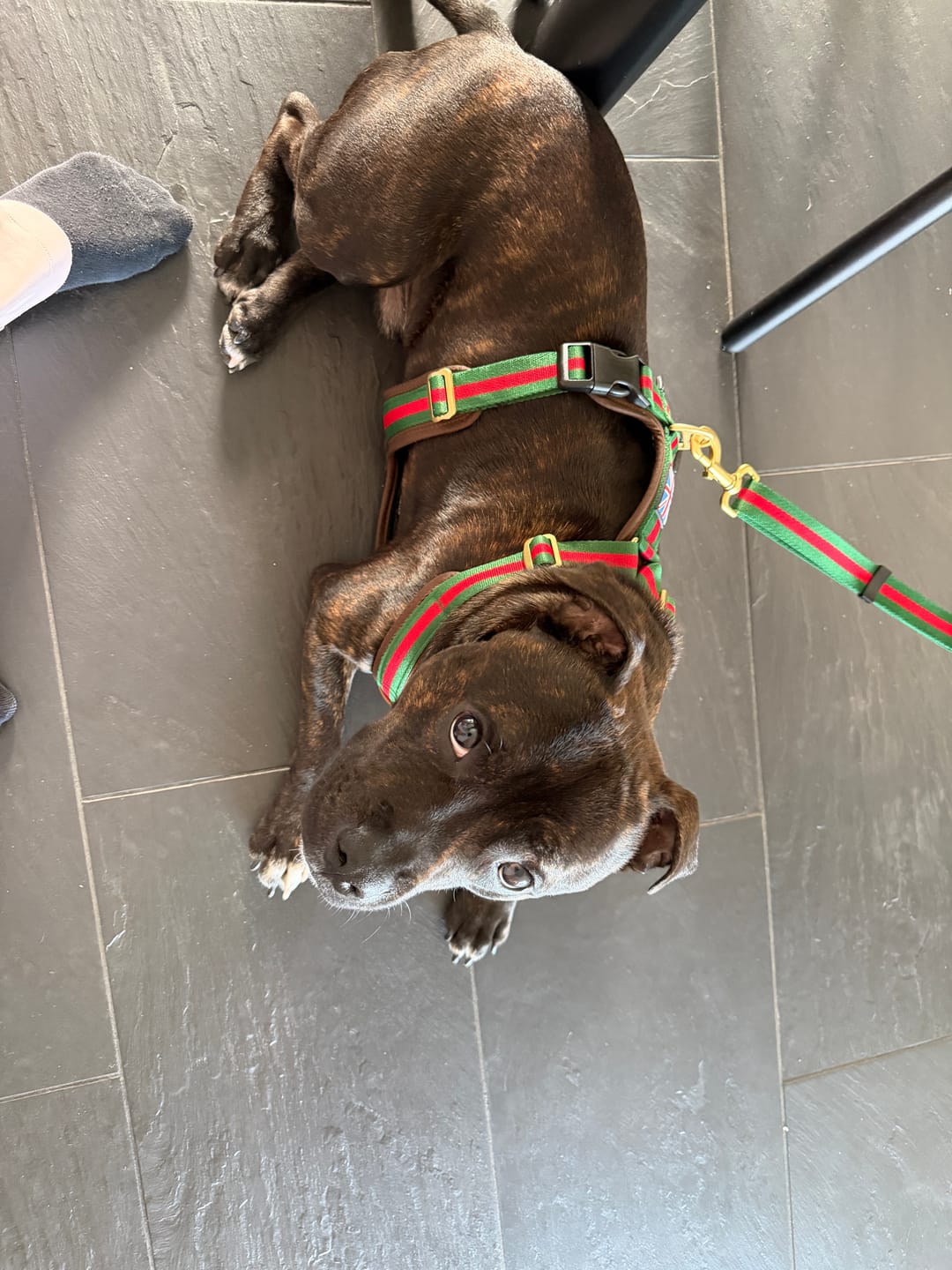 Customer photo review of Staffordshire Bull Terrier 1935® Harness & Leash Set - Rosso Verde Edition