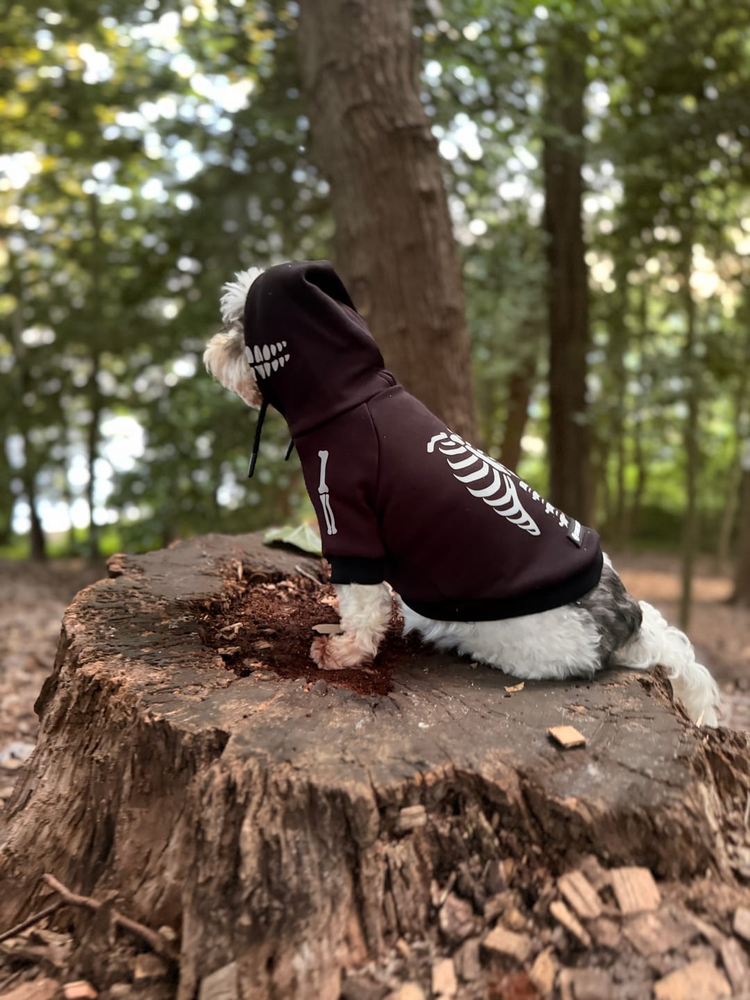 Customer photo review of Halloween Dog Hoodie - Reflective Skeleton (2)