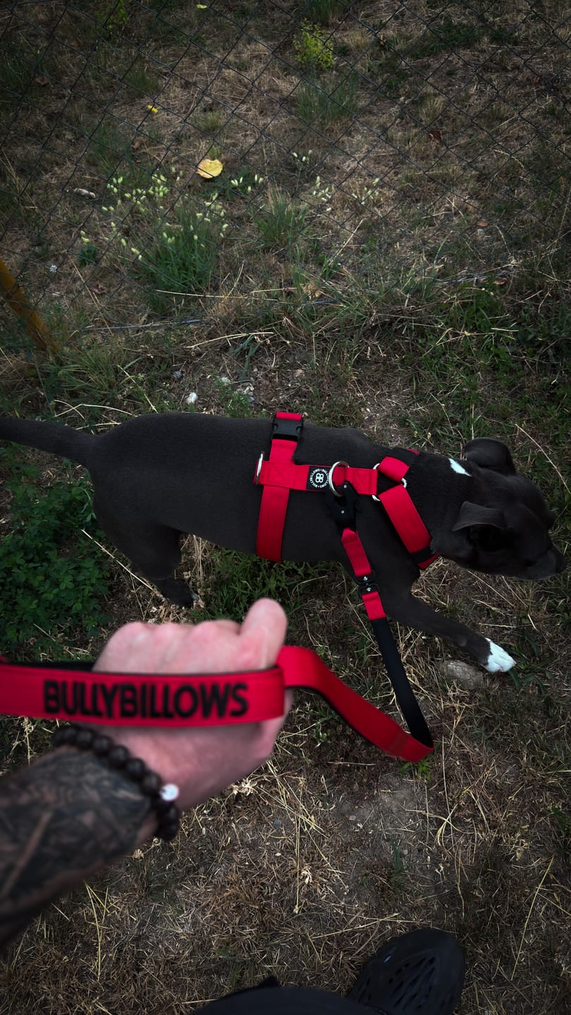Customer photo review of 1.4m Swivel Combat Leash | Anti-Tangle & Secure Clip - Red