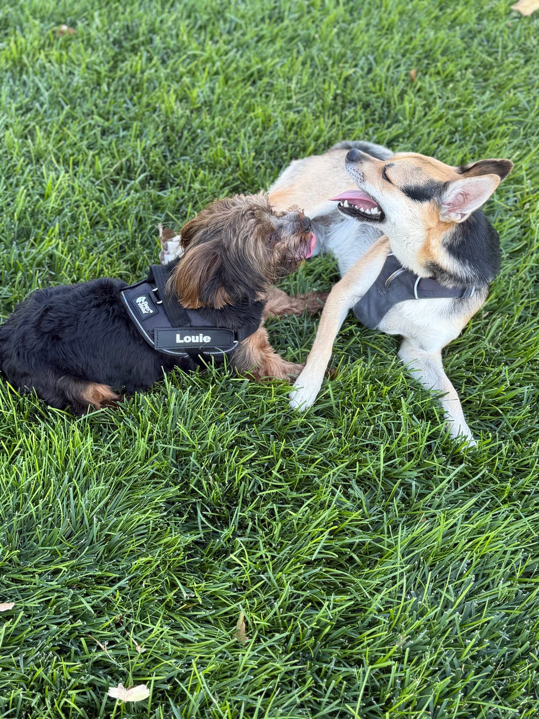 Customer photo review of Dogshood ™ Ergonomic Harness
