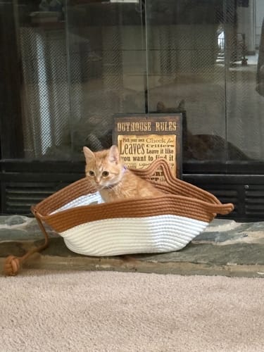Customer's orange cat sitting inside the two-toned white and brown Instinct Basket on a floor.