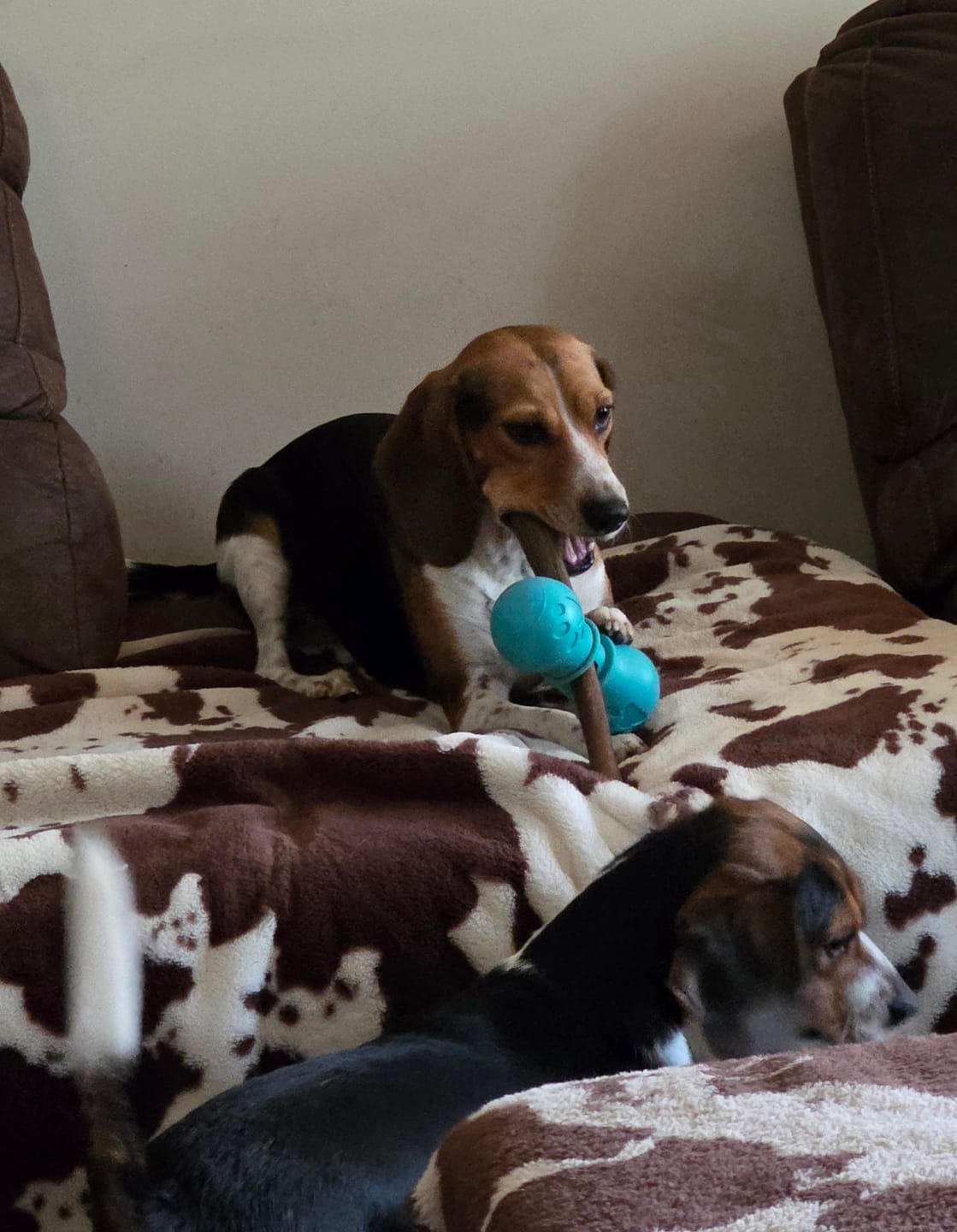Customer photo review of Wholly Pup Gift Card
