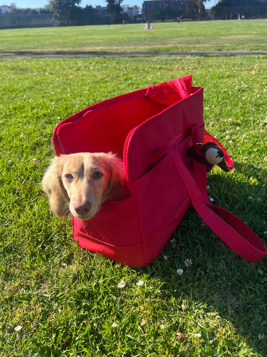 Customer photo review of Rouge Berry Pet Tote Bag — Limited edition