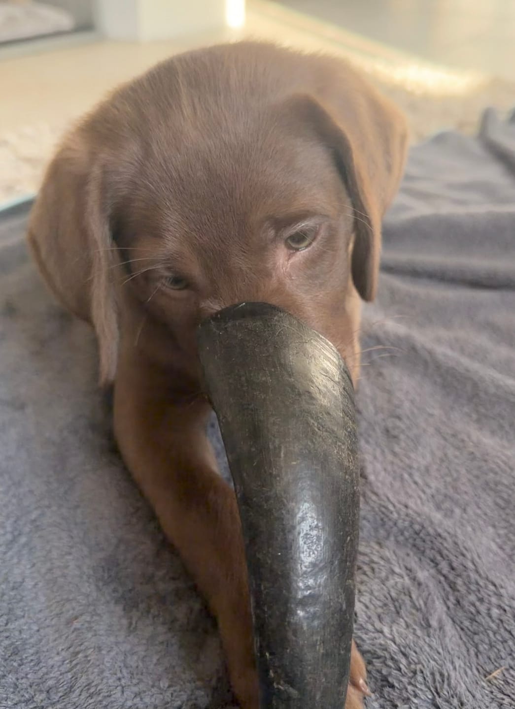 Customer photo review of Buffalo Horn Small