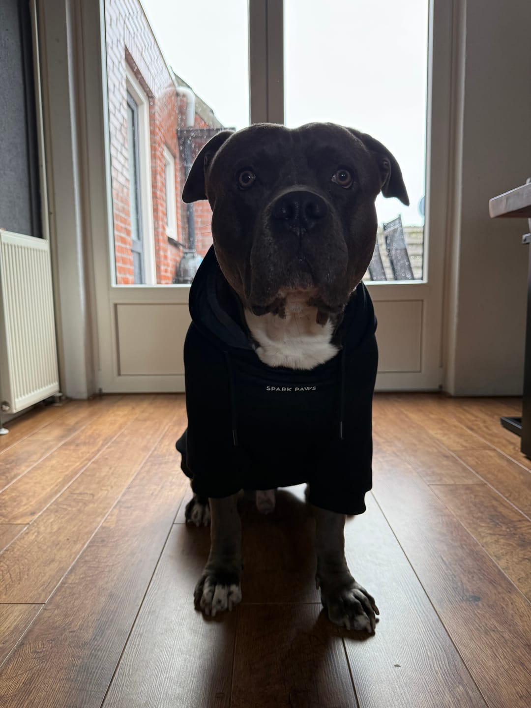 Customer photo review of Essential Dog Hoodie - Black