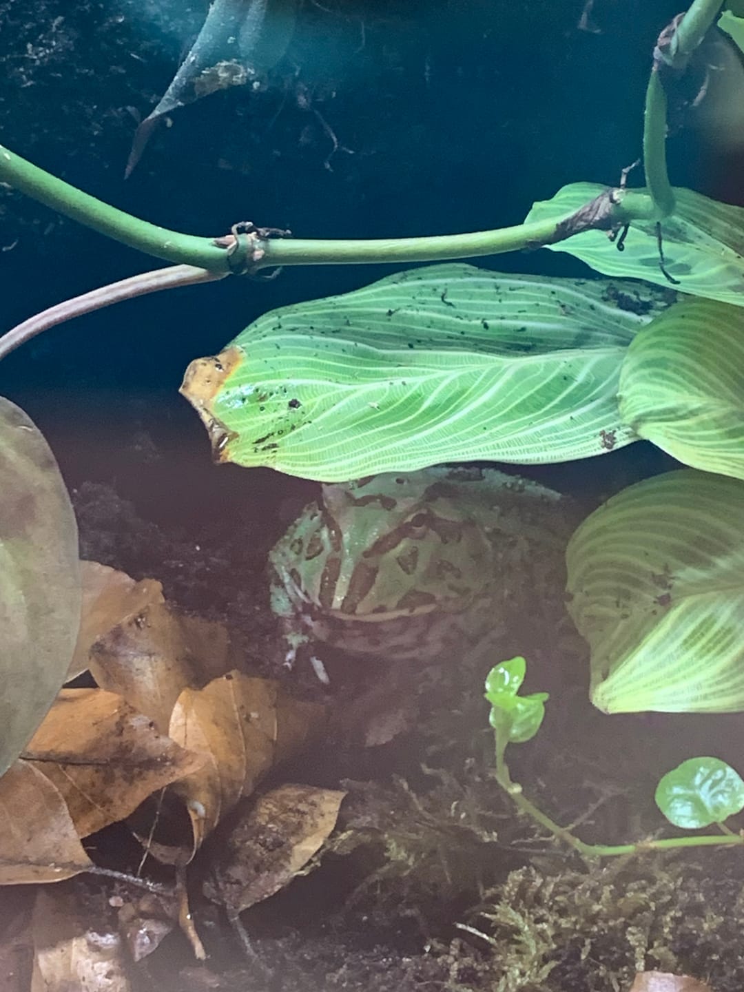 Customer photo review of Realistic Ornate Horned Pacman Frog Plush – Vibrant, Lifelike, and Soft Stuffed Animal