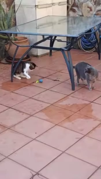 Customer photo review of Pelota interactiva para gatos