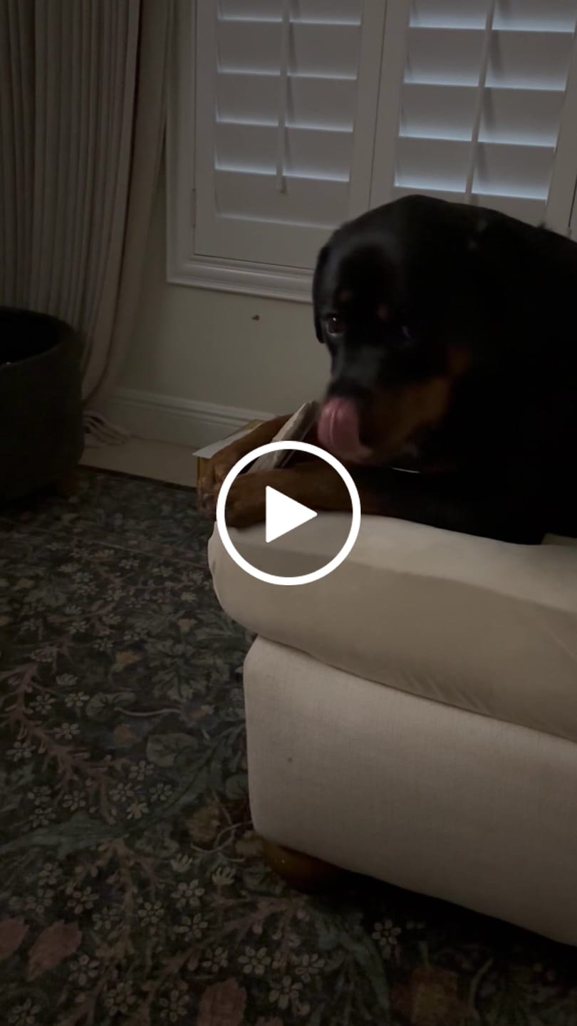 Customer video review of Split Elk Antler Chew - Large (45-65 lbs)