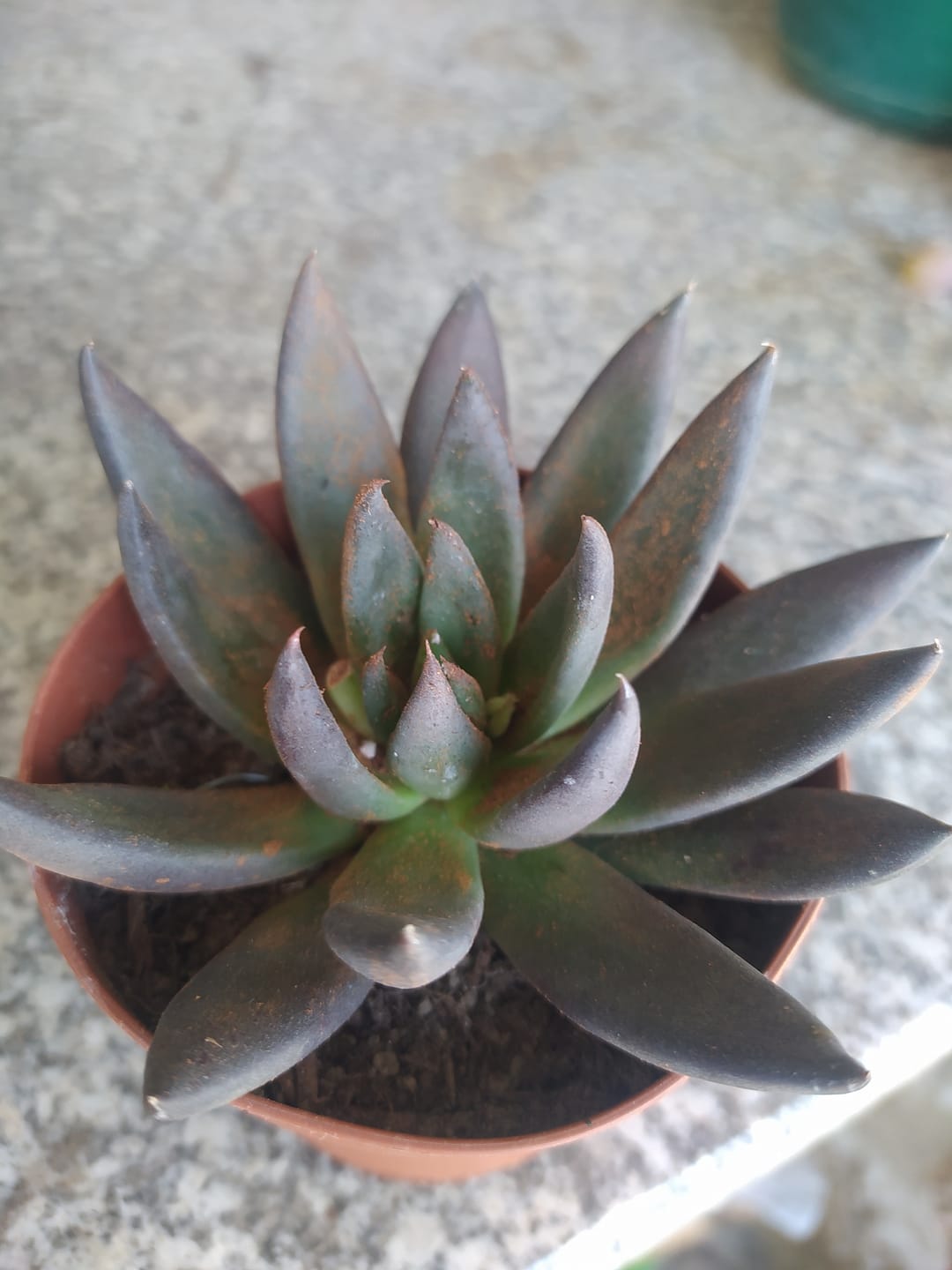 Customer photo review of Echeveria Perle von Nurnberg form. compact