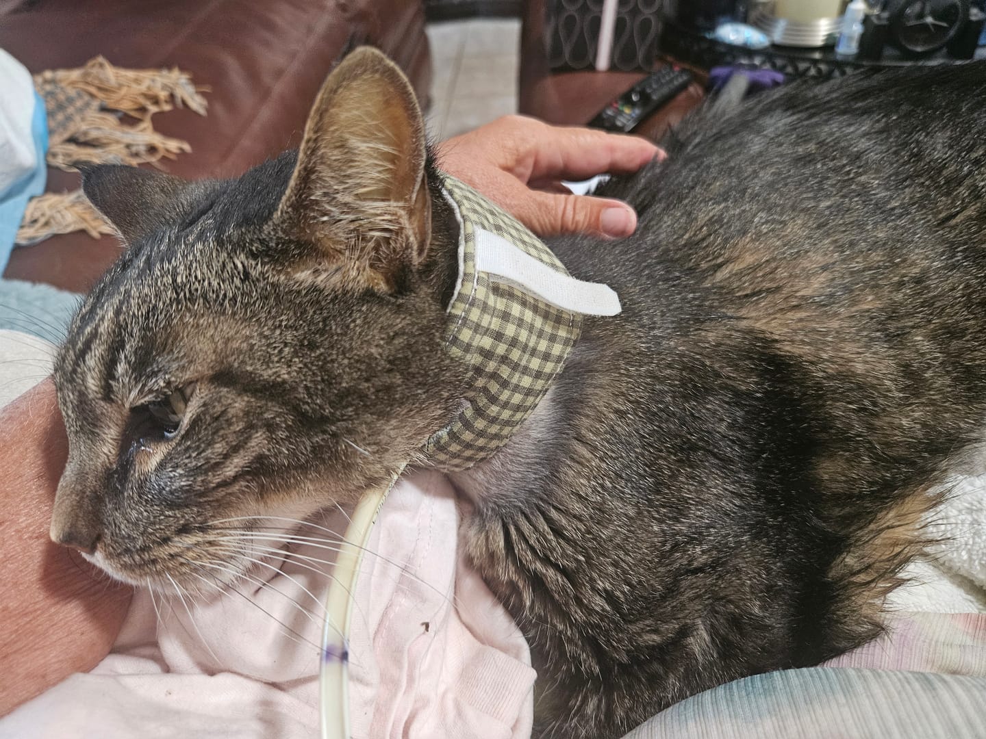 Customer photo review of Royal Canin Veterinarian Diet - Recovery Convalescence Liquid (4 pack- 8 oz each)