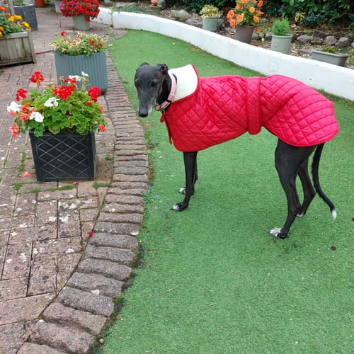Customer photo review of Quilted Greyhound / Whippet Coat / Italian Greyhound