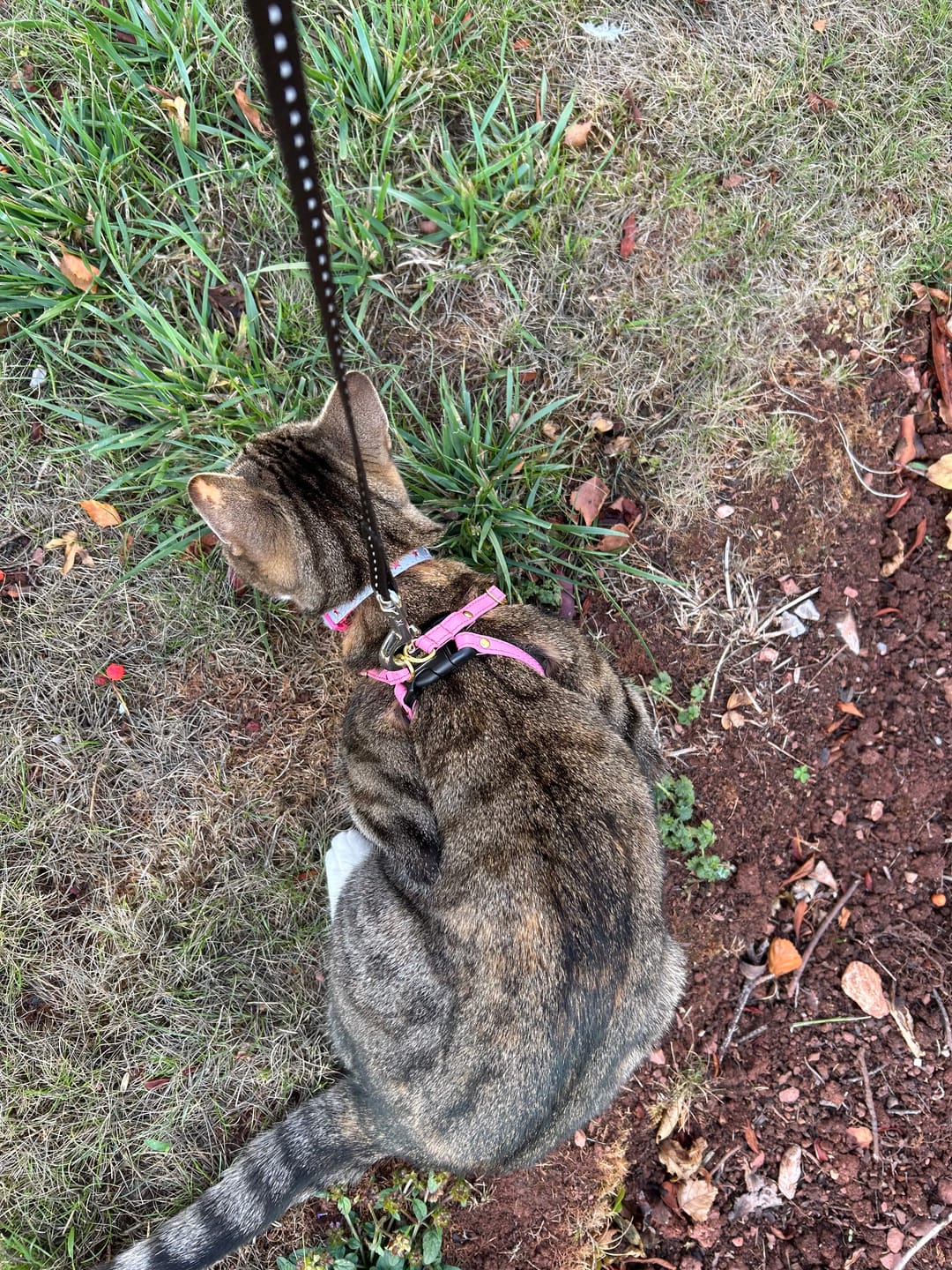 Customer photo review of The Supakit Cat Harness