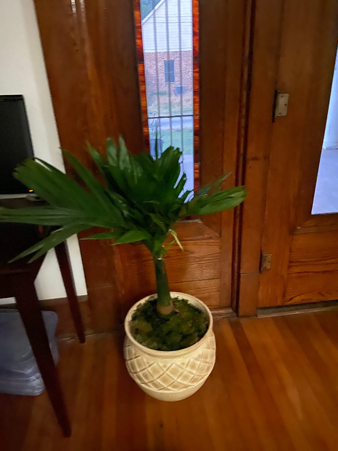 Customer photo review of Areca Catechu 'dwarf', Betelnut Palm Tree, Rare and Exotic