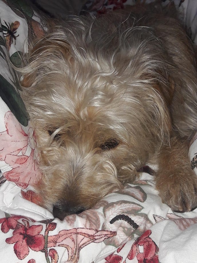Customer photo review of Wurmtest Basic Hund