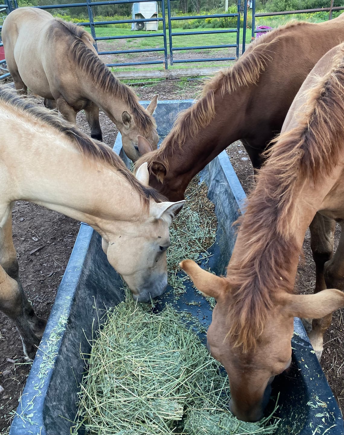 Customer photo review of Western Steamed Alfalfa (Click here for Qty Discount) - 18 Bale Bundle! Includes delivery and ground level stacking with our forklift too!